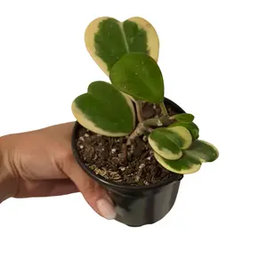 Multileaf Variegated Hoya Kerrii 4” Potted Live Plant - SweetHeart Plant - Yellow & Green Foliage - Climbing Houseplant - Tropical Gift - Unique Indoor Plant - Non Toxic, Pet Safe - Easy Care - Climbing Succulent Vine