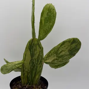 Variegated Opuntia prickly pear Cactus 6" pot  - Low Maintenance & Vibrant Color for Sunny Spots Plant Decorative Garden Patio