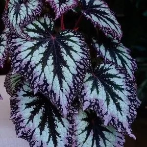 Grow Gorgeous Hosta Plants – 800PCS High-Quality, Shade-Loving Seeds!