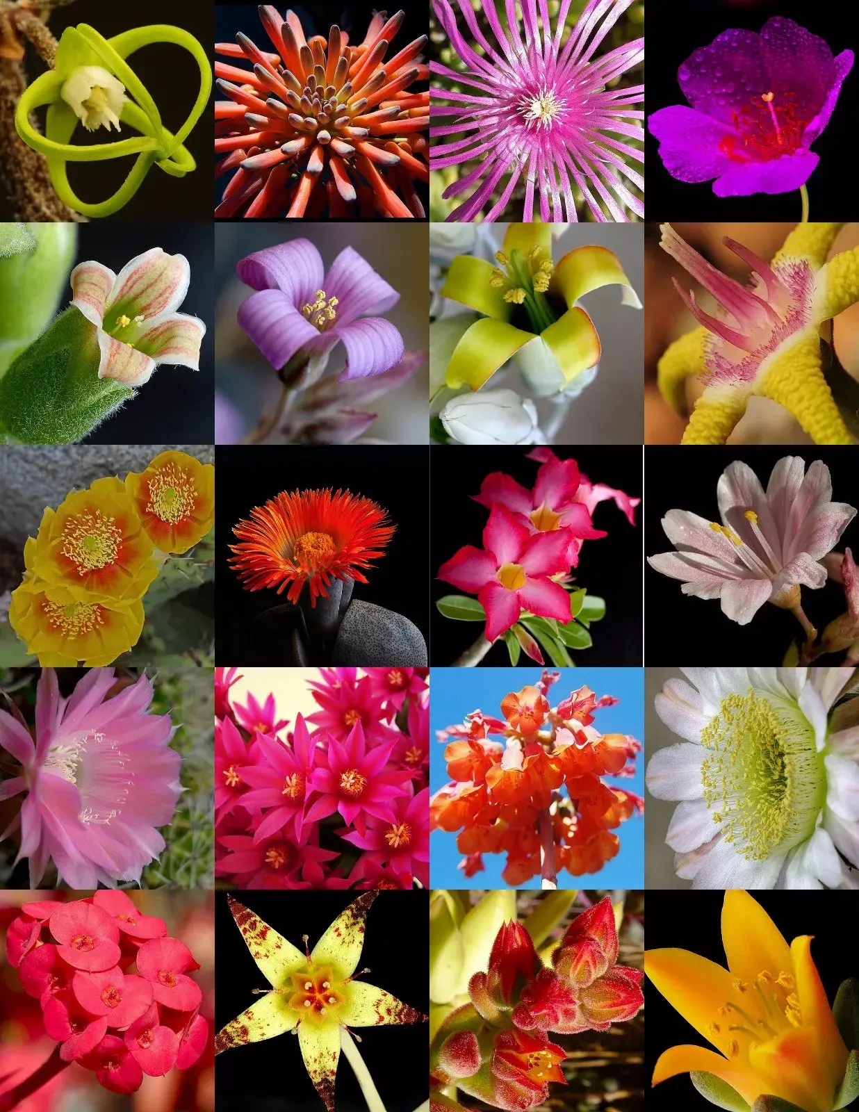 100 seeds FLOWERING SUCCULENT MIX rare plant exotic cactus flower succulent seed