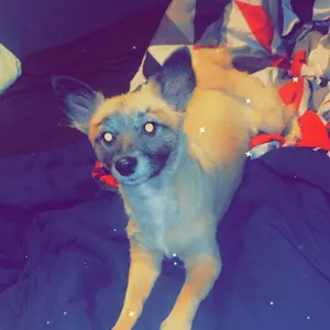 Product Review of Homeika Dog Grooming Vacuum Kit - 3L Vacuum with 7 Tools, Low Noise Electric Clipper and Brush for Pet Shedding at Home from J**a B**o