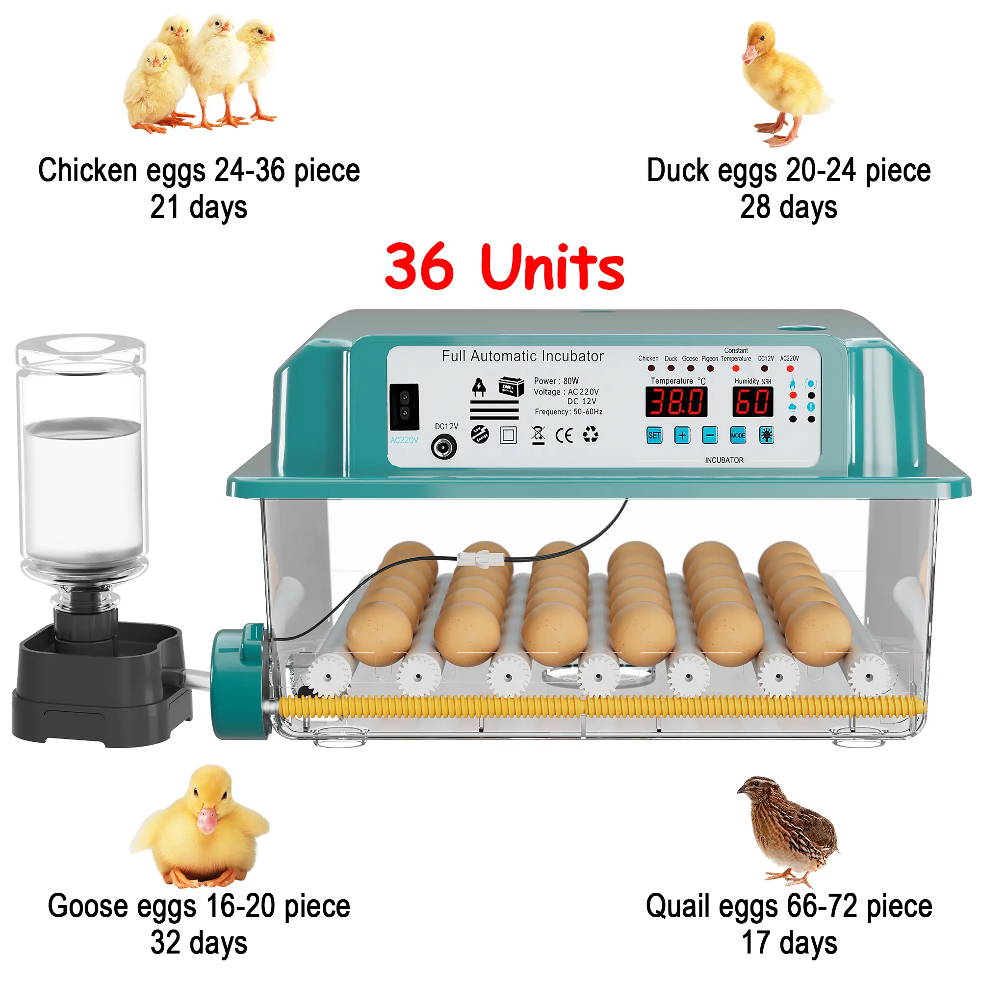 36 EGGS