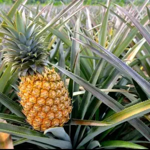 Elite Gold Pineapple Plant
