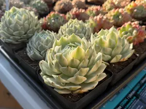 Echeveria 'Lola' Variegated Single Head (around 3.5-4'')- Bare Root Succulents - Terra Tales