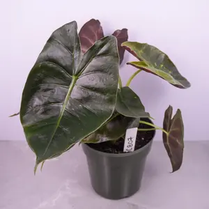 Alocasia Golden Bone Live Plant 6” Pot | Rare Alocasia Collector Plant