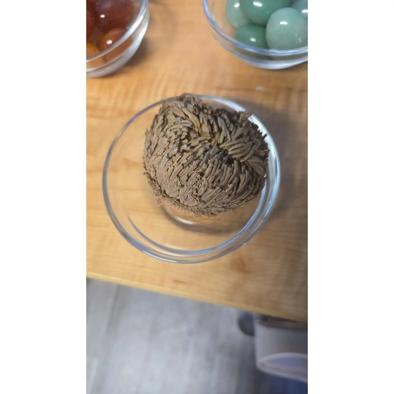 Rose of Jericho