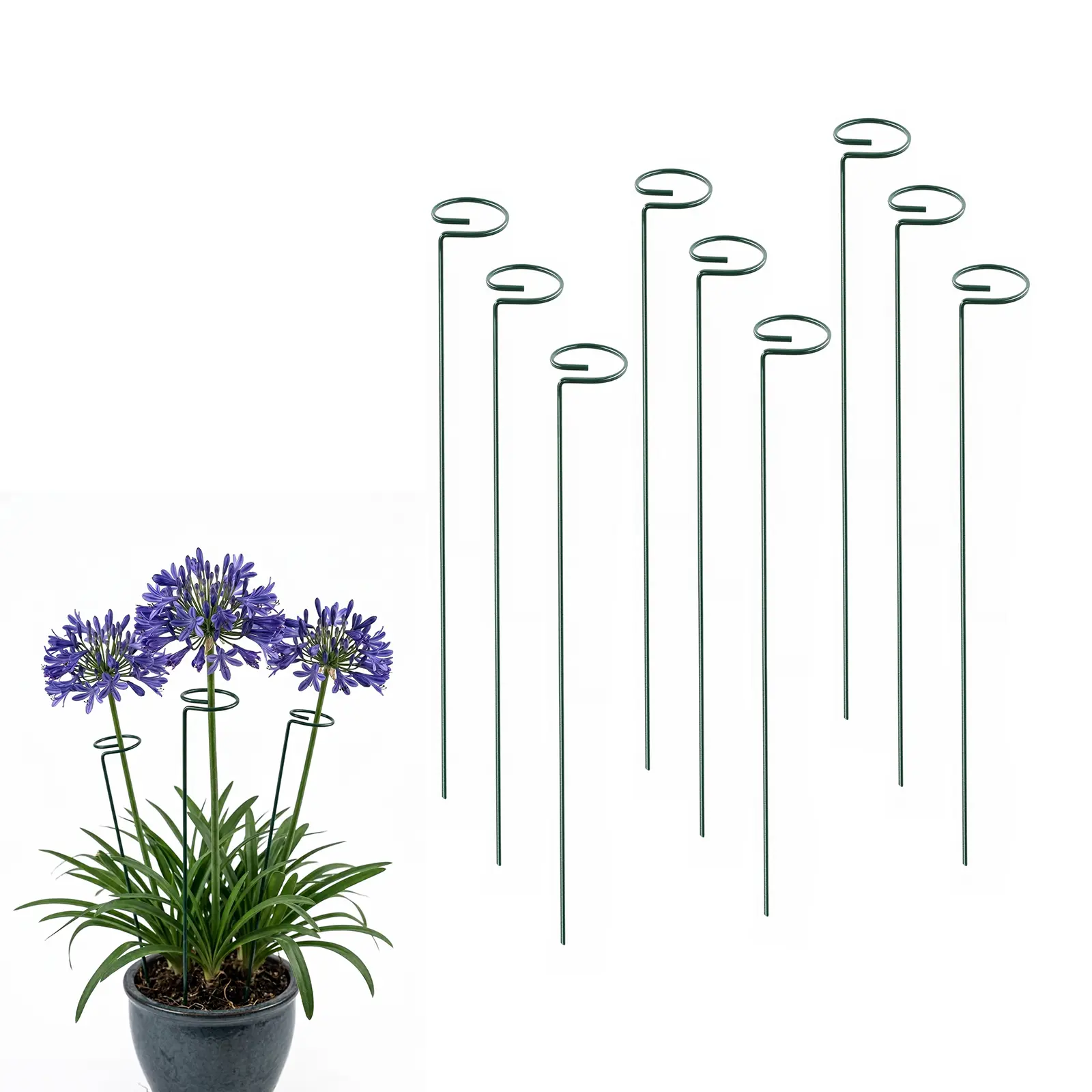 Garden Decor 12 Pack 16 Inch Plant Support Stakes,Metal Single stemmed Flower Support Hoops，Garden Raised Bed Garden Plant Stakes Plant Prop for Amaryllis Orchid Lily Rose Peony Tomatoes Gladiolus Garden Accessories
