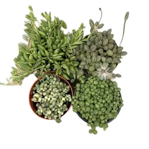 4 pack of strings bundles collection bedroom Sculpture (4inch) Decor Decorative