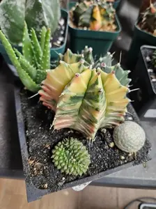 Special Giveaway Item Arrangement – Mixed Succulent & Cactus Set – Shown in 5" Pot – Ships Bare Root
