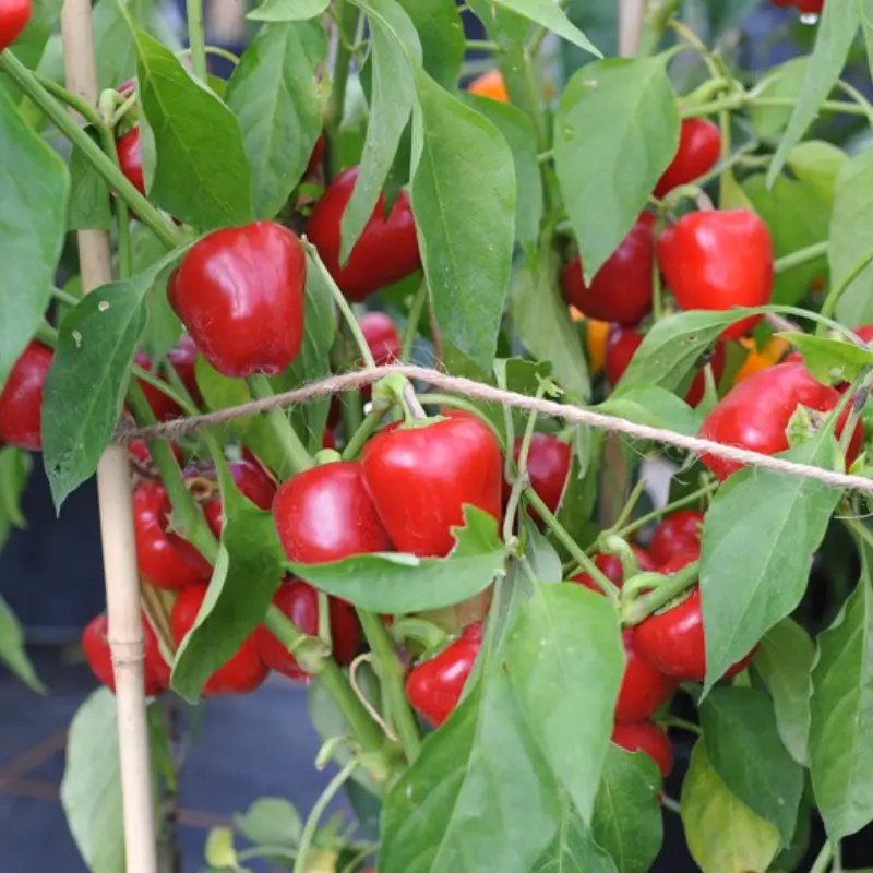 Sweet Mini Bell Red Pepper Heirloom Seeds (Capsicum annuum) Compact plants loaded with snack-size, early, super-sweet peppers