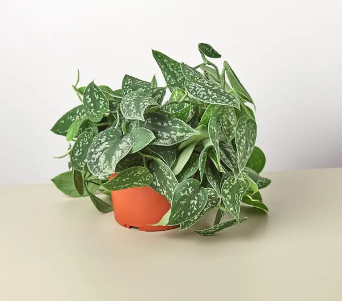 4" Satin Pothos