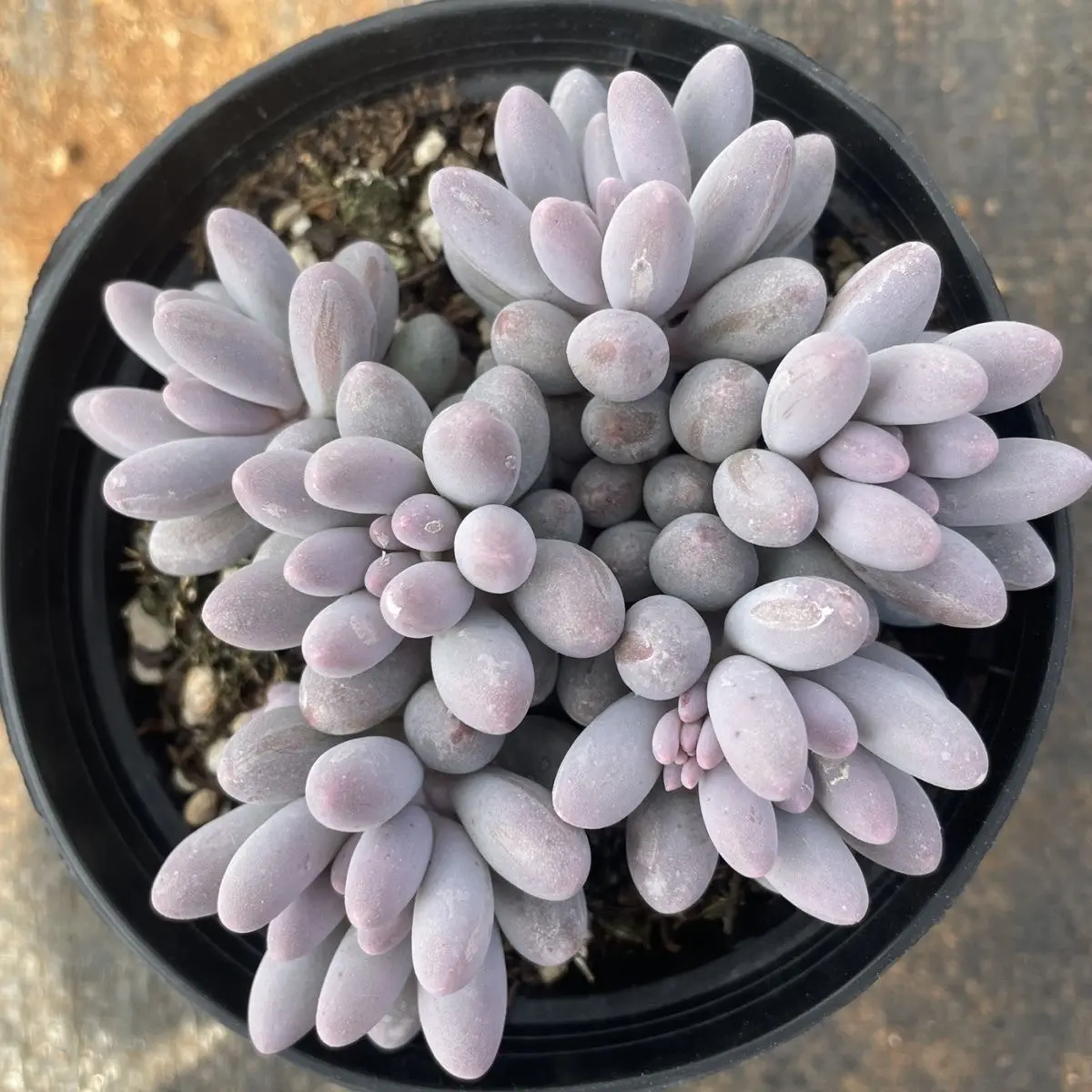 Pachyphytum 'Sugar Ball' Rare Succulent Plant Bare Root | Live Moonstone Succulent | Easy Care Indoor Plant | Beginner Friendly Home & Garden Decor | Perfect Gift #Succulent #Pachyphytum #RarePlants #PlantTok #HomeDecor