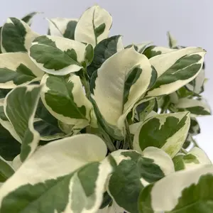 Pearls and Jade Pothos 6" pot Variegated Heart-Shaped Leaves Low-Maintenance Tropical Houseplant Live Indoor Plant for Beginners United States Origin