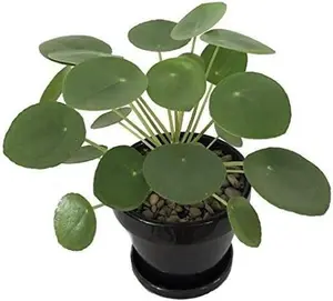 Chinese Money Plant - Pilea peperomioides - 4" Pot