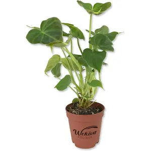 Philodendron Verrucosum - Ecuador Philodendron - Live Starter Plant in a 2 Inch Pot - Extremely Rare Indoor Houseplant - A Marvel of Nature's Elegance