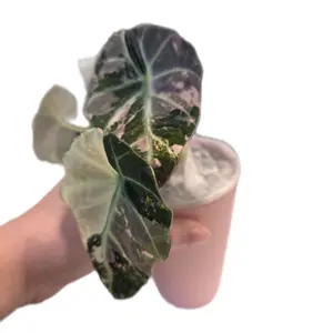 Set of 5 Soft Blush Pink Self-Watering Planter 3.5in Easy Plant Care Maintenance for Plant Lovers