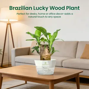 New Brings Good Luck 2026 Brazilian Lucky Wood Hydroponic Plant - Prosperity Wealth - Mysterious Doll with Ceramic Base Tray - Easy to Grow Indoors Purifies Air Decorative Gift