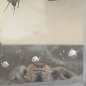 Transparent Ventilated Reptile Breeding Box, Wolf Spider Cage, Spider Incubator, Escape-Proof Lizard Frog Habitat, Suitable for Land & Tree-Dwelling Animals