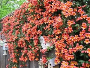 Orange Bignonia Crossvine Plant "Tangerine Beauty" Crossvine- Rooted Starter live Plant in pot