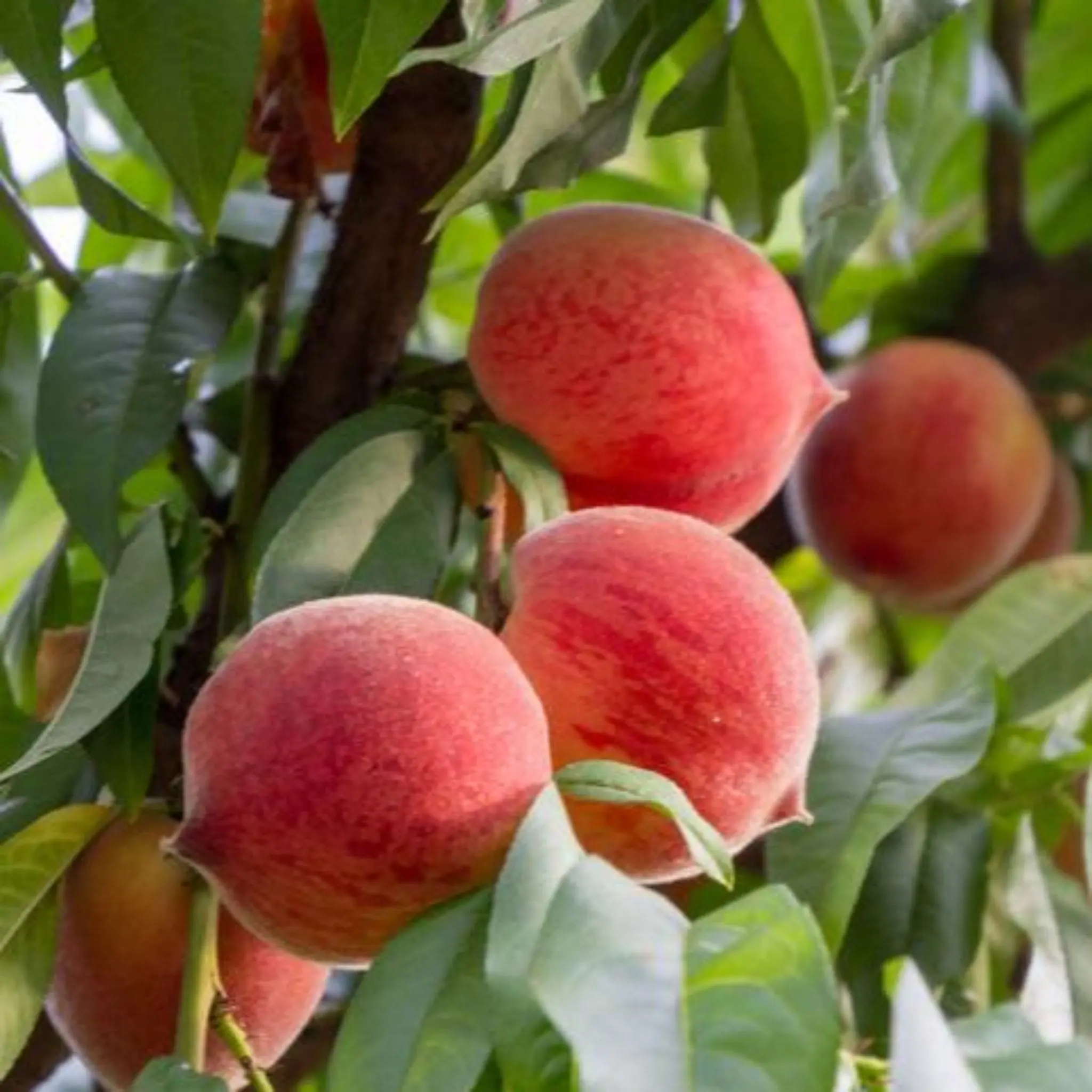Frost® Peach Tree, Cold Hardy Outdoor Tree for Backyard Orchard, 12-15ft Tall, Compact Size, Thrives in Full Sun, Delivers Homegrown Peaches, Comes in Canister