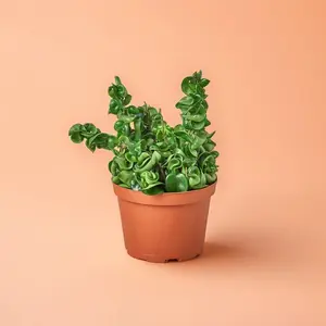 Hoya Rope Plant – Indoor Live Plant, Medium, Beginner Friendly, Roped Leaves for Trailing, Pet Friendly, Rare Fragrant Flowers, Bright Light, Perfect Gift, Houseplant