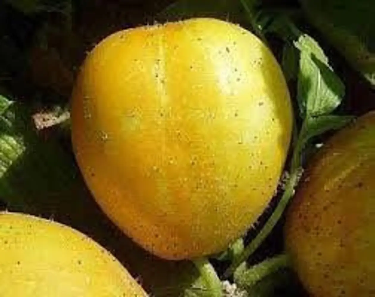 Lemon Cucumber Seeds