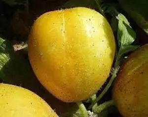 Lemon Cucumber Seeds