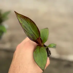 Red Banana Tree in a 2” Pot Live Houseplants Variegated Succulents