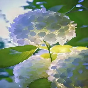 White 960+ Mixed Color Hydrangea Seeds for Planting, Outdoor Garden - Potted Plants Hydrangea macrophylla Giant Snowball Hydrangea Fast Growing Shrub