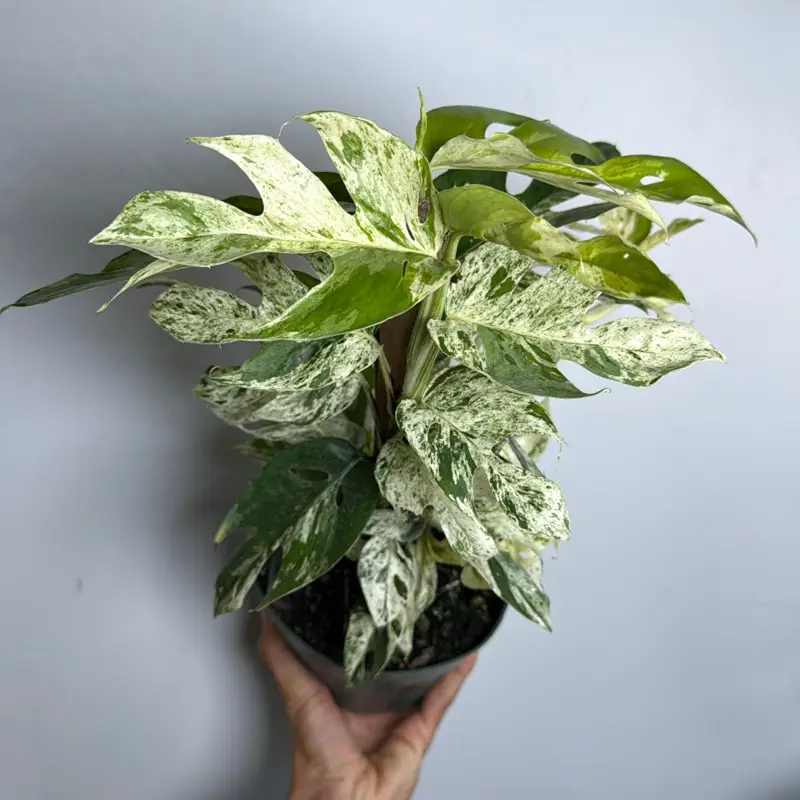 Epipremnum Pinatum Marble flame Totem pole - Rare Collector's Plant with Unique Marbled Pattern, Low-Maintenance Care & Indoor Decor - Decorative