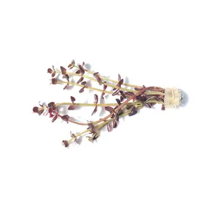 Bacopa Salzmannii Purple