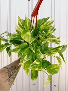 6" Pothos 'Neon Queen' (Hanging Basket)