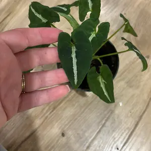 syngonium wenlandii