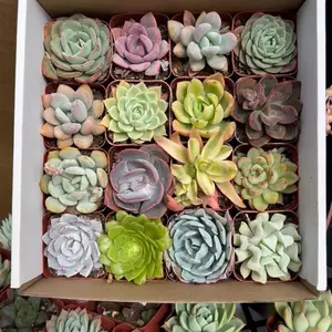 Gift Box Mini Assorted Succulent, 2 Inch Pot, Live Succulent