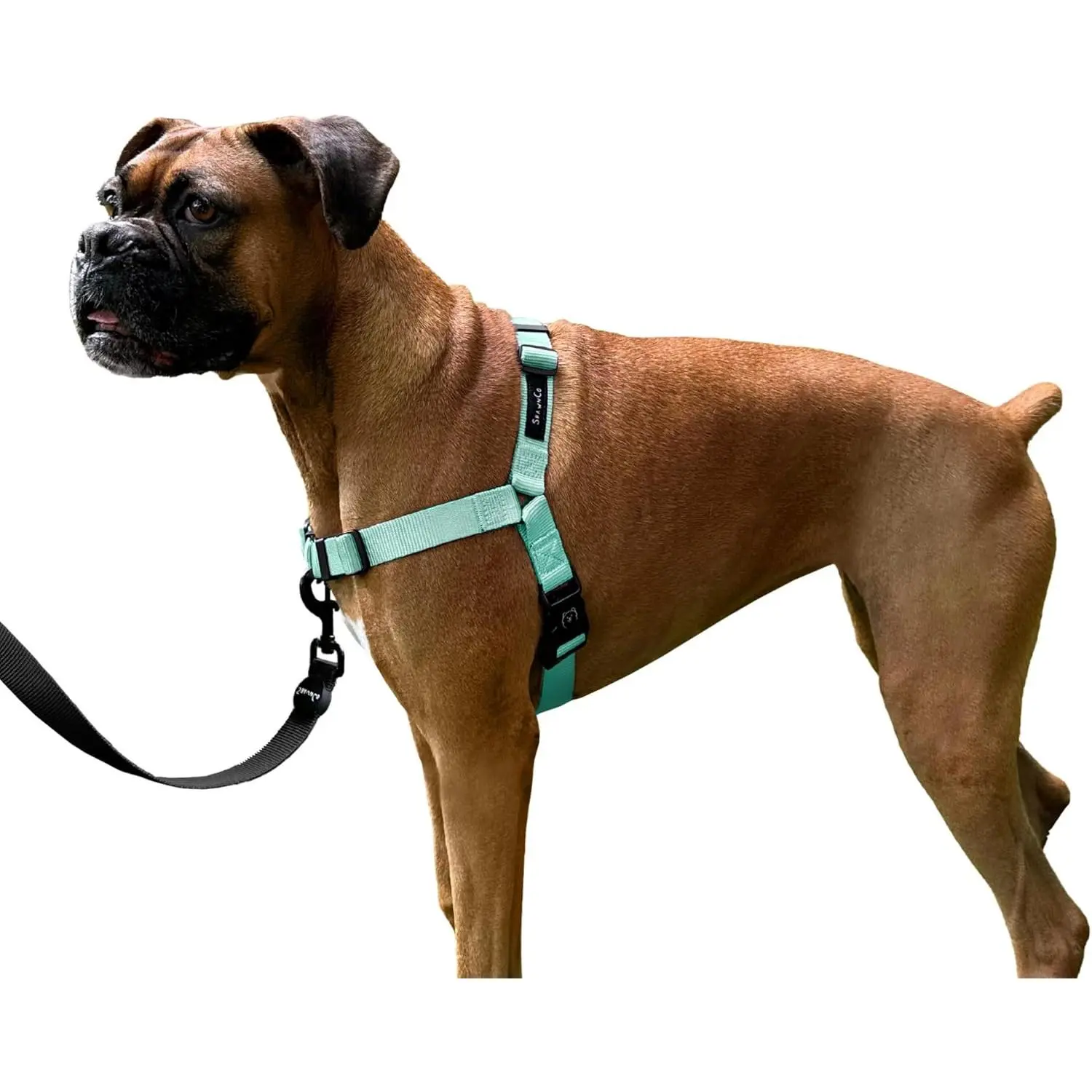 Dream Walk No-Pull Nylon Mesh Dog Walking Harness - Adjustable, Comfortable, Easy-to-Use Tear-Proof Pull Control Pet Halter for Small, Medium, Large Dogs (Seafoam, L)