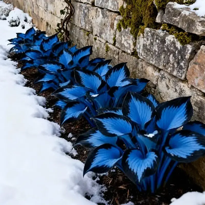 860+pcs Hosta Seeds Perennial Shade-Loving Plant Seeds for Home Garden & Yard, Easy to Grow, Suitable for All Seasons