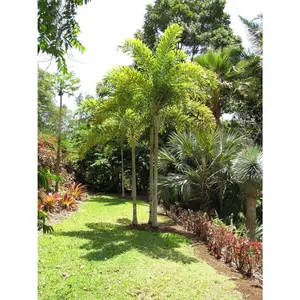 Foxtail Palm - Live Plant in a 3 Gallon Pot - Wodyetia Bifurcata - Rare Ornamental Palms of Florida