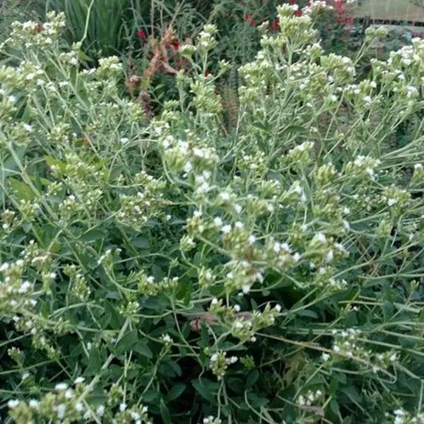 Organic Candy Stevia Seeds (Stevia rebaudiana) – 10+ Seeds for Herb Gardens, Natural Sweeteners, and Edible Leaves