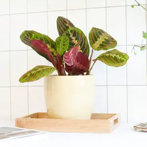 Maranta Red Prayer