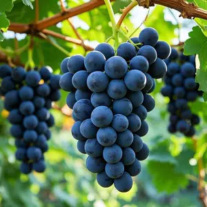 50 Giant Grape Seeds – Grow Your Own Juicy, Sweet Grapes at Home!