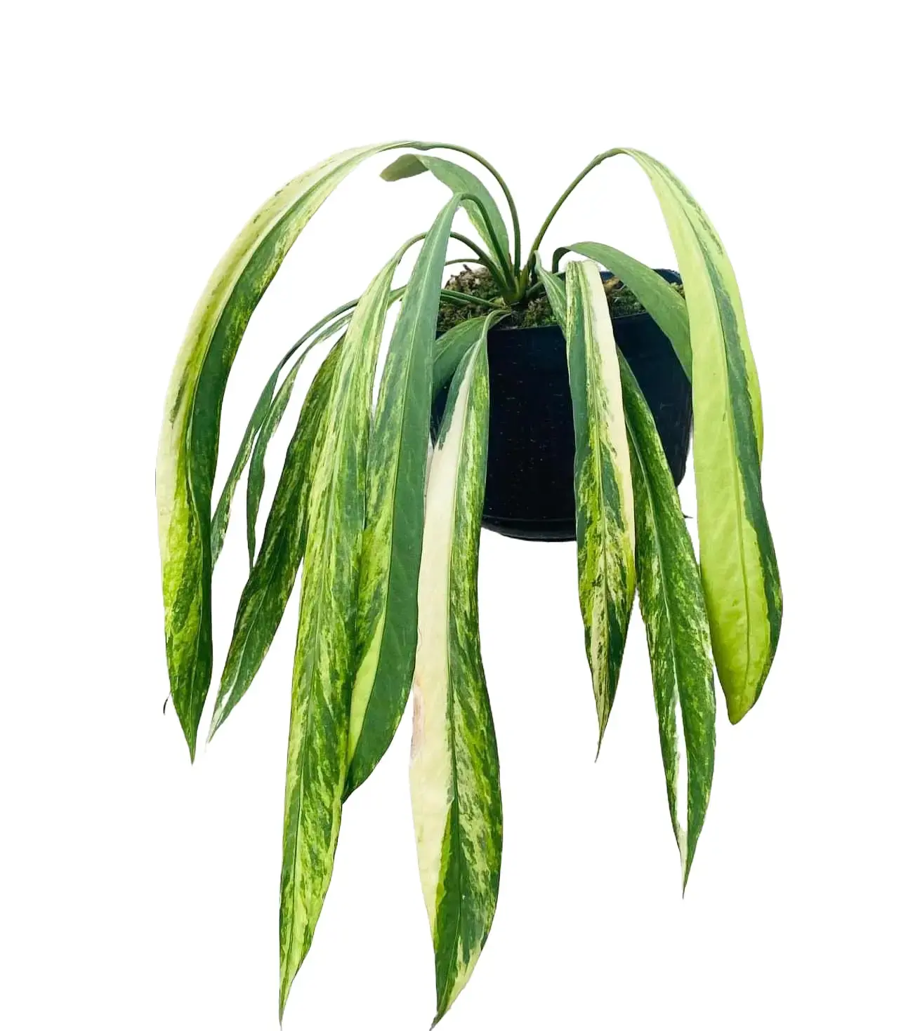 Anthurium Vittarifolium Variegated Tissue Culture