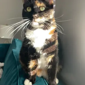 Intuitively Chosen Set of Crystals By Gillian