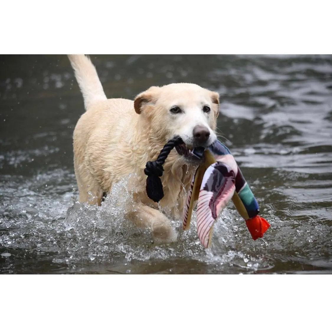 Fly & Fetch Launching Toys