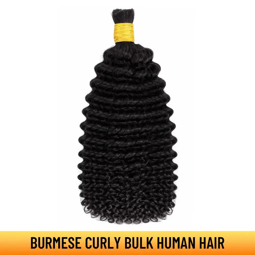 Burmese Curly