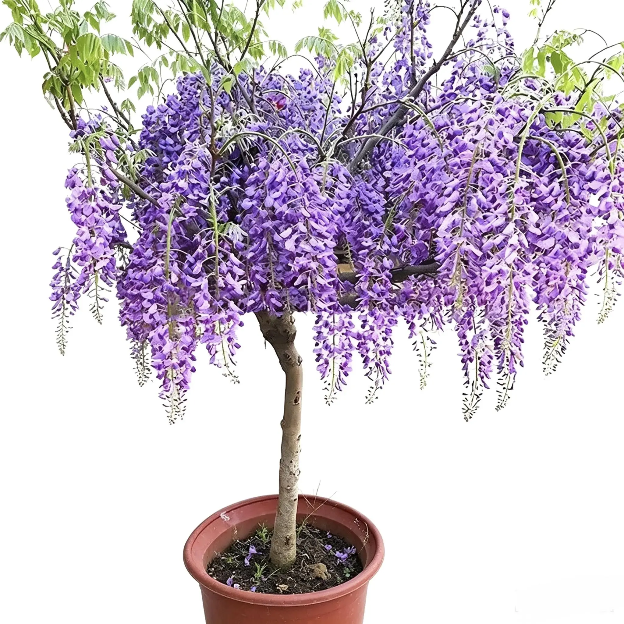 Romantic Wisteria Heirloom Seeds - 1 Packet Perennial Drought-Tolerant Climbing Ornamental Flowers, Vertical Garden Flowers for Gardeners, Easy-to-Grow Bonsai Tree Vine, Full Sun Well-Drained Soil, High Germination, Flower Garden