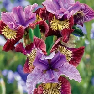 50 Heirloom Iris Seeds Fragrant Flower Plant (much less money than bulbs) - FRESH SEEDS - Limited Supply - Order Soon - Thank You