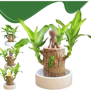 Brazilian Wood Plant,Fortune Brazil Wood Potted Plant,Brazilian Wood Hydroponic Plant, Brazilian Lucky Wood,Mini Brazil Wood for Desktop Decoration, with Plastic Tray (B) YEBLEM
