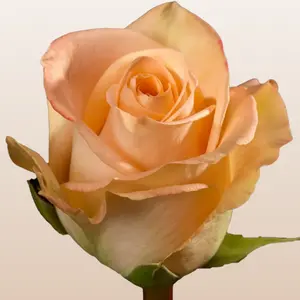 Tiffany Roses Fresh Premium imported from Ecuador