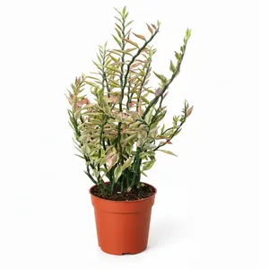 Variegated Devil's Backbone Euphorbia