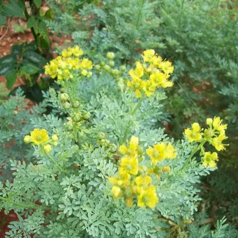 CZ GRAIN Rue (Ruta Graveolens) Heirloom Garden Seeds - 50 Non-GMO Open-Pollinated Compact Shrub Seeds, Herb-of Grace, Low-Care Growth, Companion Plant for Borders, Drought-Tolerant, Full Sun, Grow Herbs, Cottage-Style Landscapes